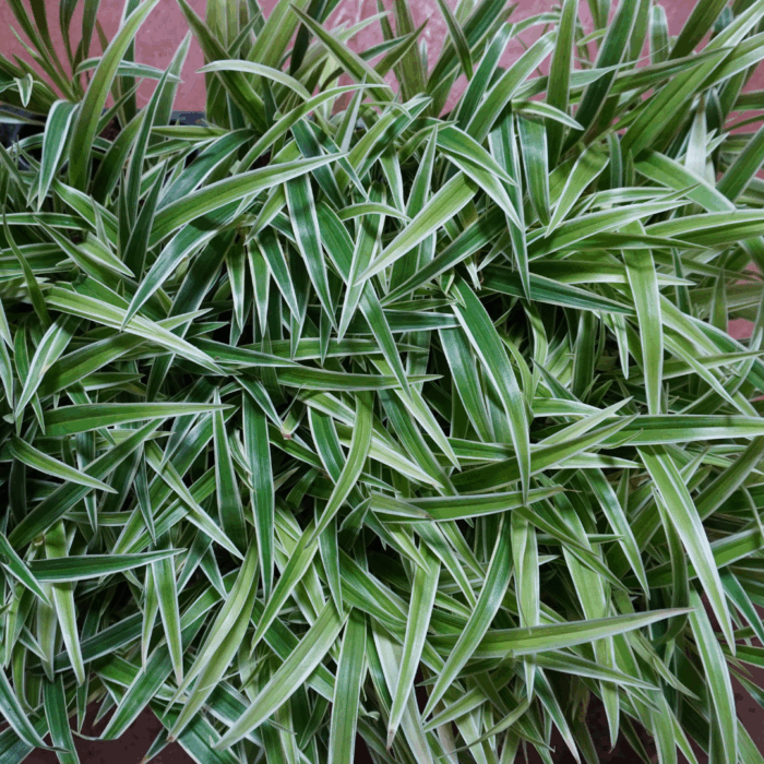 Spider Plant Sapling