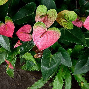 Anthurium Pink Plant Sapling