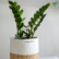ZZ Plant Sapling