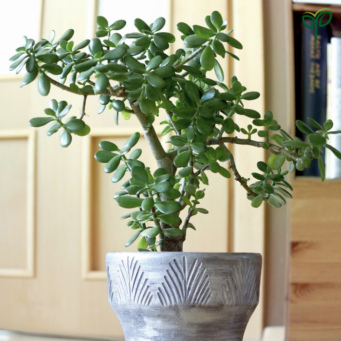 Jade Plant