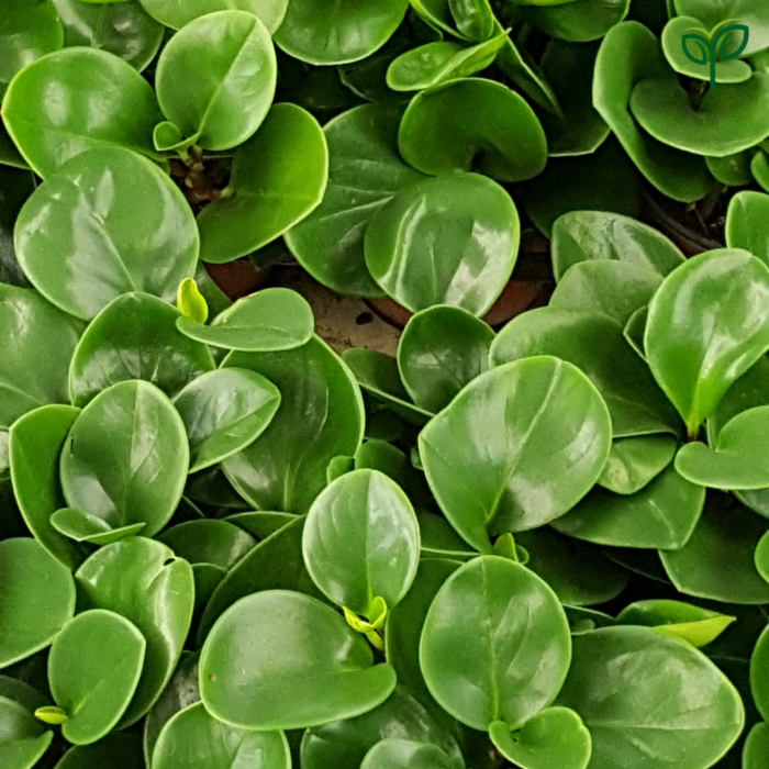 Peperomia Green