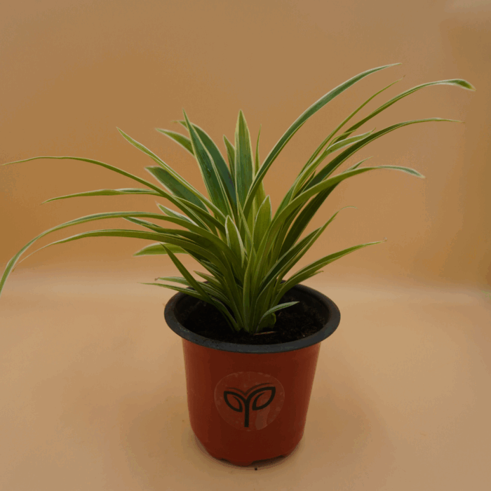 Spider Plant Sapling