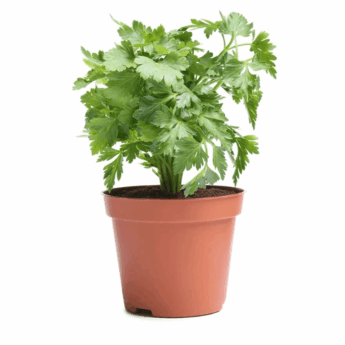 A brown pot containing a dense, lush plant of Coriander seeds with delicate, lacy green leaves.