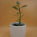 A single-stemmed Desert Rose Adenium Plant Sapling with upright green leaves, potted in a ribbed white ceramic pot with visible water droplets and the green "Pick Your Plant" logo, against a plain light brown background.