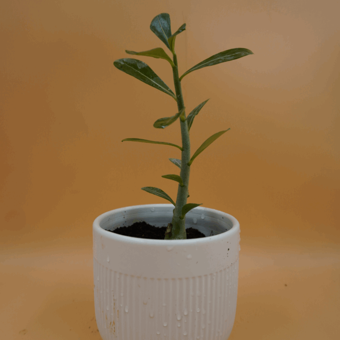 A single-stemmed Desert Rose Adenium Plant Sapling with upright green leaves, potted in a ribbed white ceramic pot with visible water droplets and the green "Pick Your Plant" logo, against a plain light brown background.