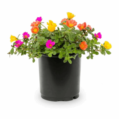 A black pot filled with vibrant Portulaca mixed seeds flowers in pink, yellow, and orange, along with lush green foliage.