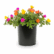 A black pot filled with vibrant Portulaca mixed seeds flowers in pink, yellow, and orange, along with lush green foliage.