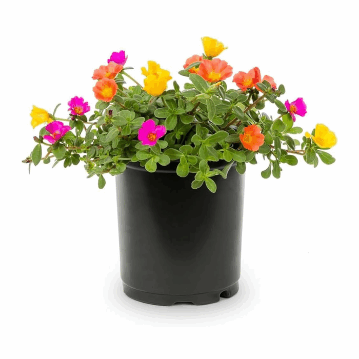A black pot filled with vibrant Portulaca mixed seeds flowers in pink, yellow, and orange, along with lush green foliage.