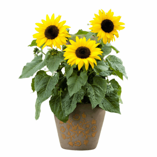 A decorative brown pot containing a blooming sunflower plant with three large, bright yellow sunflower seeds and green leaves.