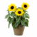 A decorative brown pot containing a blooming sunflower plant with three large, bright yellow sunflower seeds and green leaves.