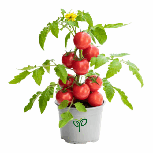 A potted tomato plant with a cluster of ripe red Tomato seeds and a single yellow flower, set in a gray pot with the "Pick Your Plant" logo.