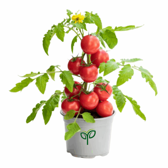 A potted tomato plant with a cluster of ripe red Tomato seeds and a single yellow flower, set in a gray pot with the "Pick Your Plant" logo.