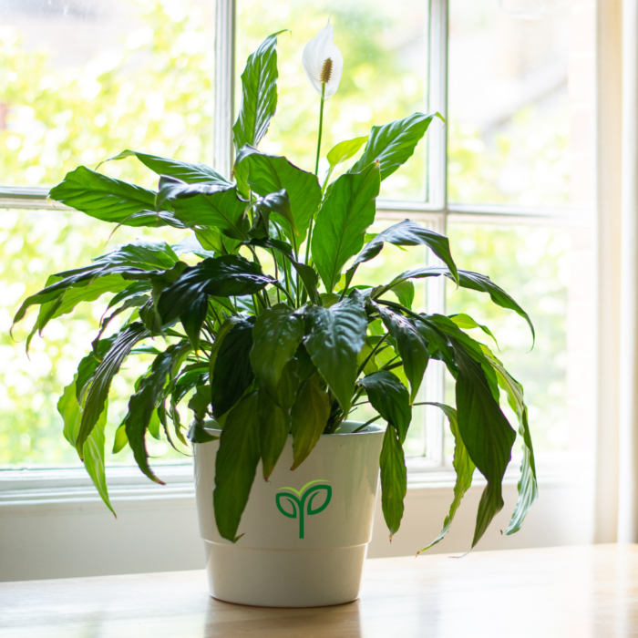 Peace Lily plant sapling having white flowers