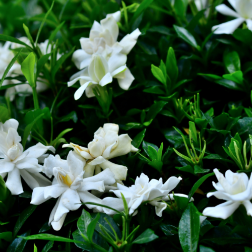 Gardenia ananta plant sapling