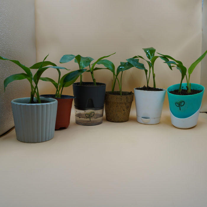 Bird of Paradise Plant sapling