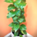 Money Plant sapling in white pot