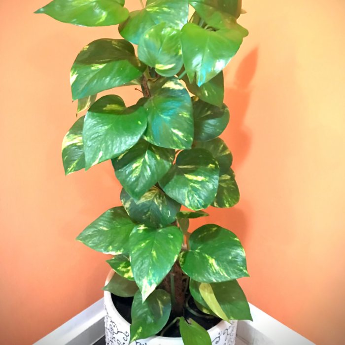 Money Plant sapling in white pot