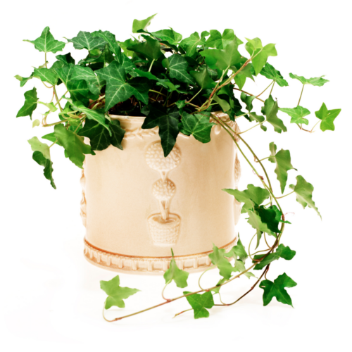 A lush English Ivy Plant Sapling with numerous small, multi-lobed green leaves cascading from a decorative cream-colored pot, set against a plain white background.