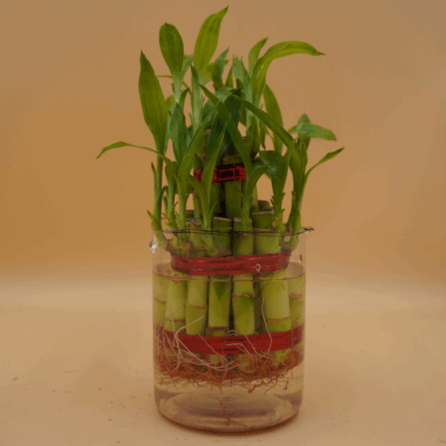 A two-tiered Lucky Bamboo plant with green stalks and leaves, tied with red bands, submerged in water within a clear glass cylindrical vase, against a light brown background.