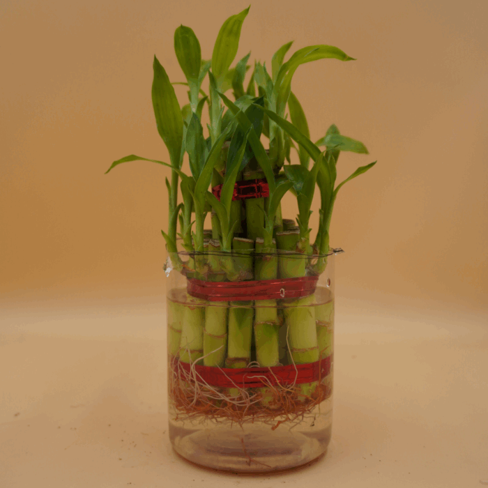 A two-tiered Lucky Bamboo plant with green stalks and leaves, tied with red bands, submerged in water within a clear glass cylindrical vase, against a light brown background.