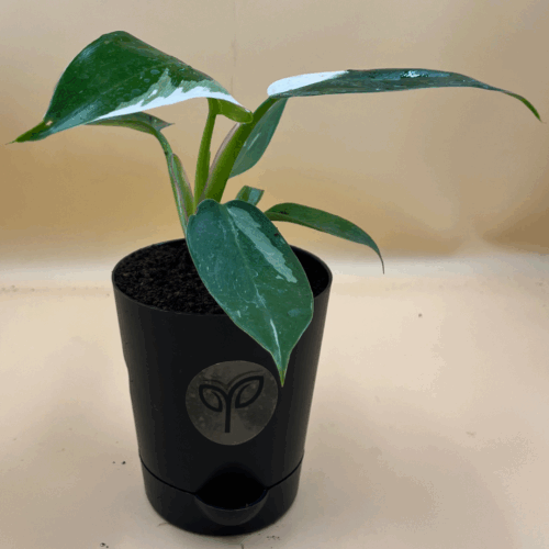 A Philodendron White Princess plant sapling with green leaves uniquely variegated with white, planted in a biodegradable coco coir pot, against a plain light brown background.