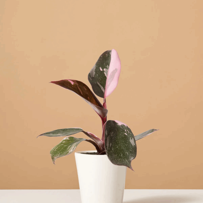 A Philodendron Pink Princess plant sapling with dark green leaves featuring striking pink variegation, potted in a simple white pot, against a plain light brown background.