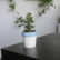 A small Jade plant sapling with thick, oval, dark green leaves and reddish edges, potted in a two-toned white and light blue ceramic pot, sitting on a dark wooden table with blurred plants and shelves in the background.