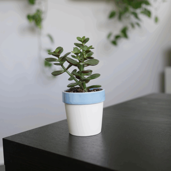 A small Jade plant sapling with thick, oval, dark green leaves and reddish edges, potted in a two-toned white and light blue ceramic pot, sitting on a dark wooden table with blurred plants and shelves in the background.