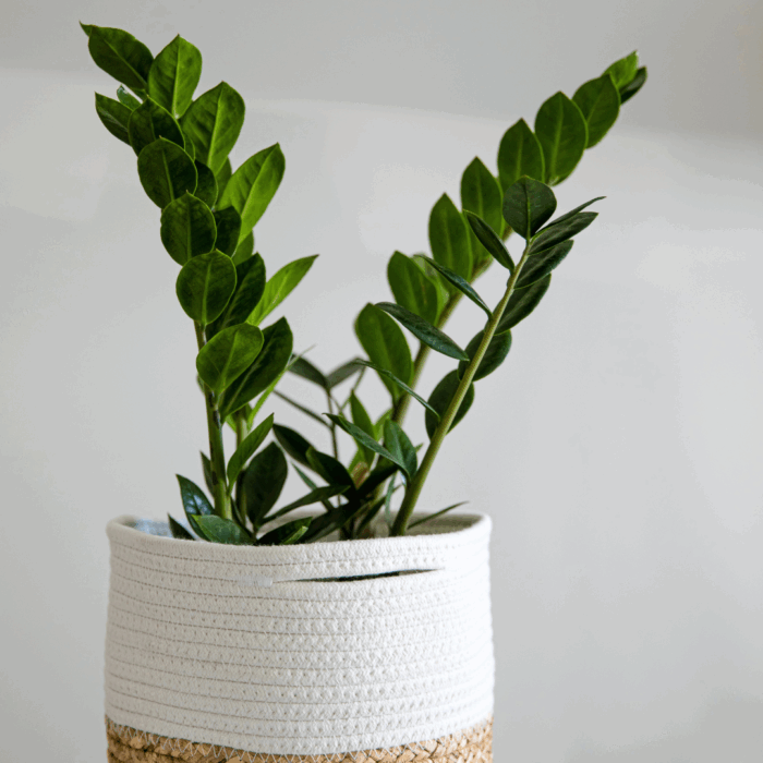 A healthy ZZ Plant sapling with shiny, dark green leaves, potted in a decorative two-toned basket planter made of woven straw at the bottom and white braided rope on top, against a soft, light background.