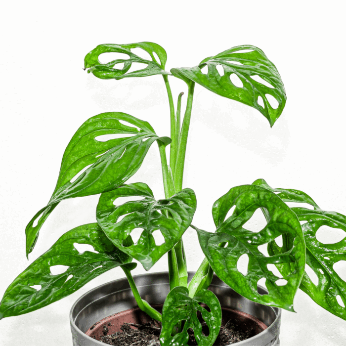 A vibrant Monstera Adansonii plant, known as "Monstera Broken Heart plant sapling" or Swiss Cheese Vine, with glossy green leaves featuring distinctive natural holes, potted in a silver-colored pot with visible soil, against a bright white background.