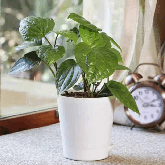 A vibrant Betel Paan plant sapling with lush green, heart-shaped leaves, potted in a white self-watering pot, sitting on a windowsill with a blurred window view and a vintage alarm clock in the background.