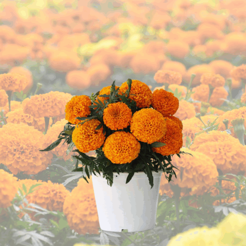 A vibrant pot of blooming Orange marigold seeds flowers with green foliage, positioned against a blurred background of a field of marigolds.