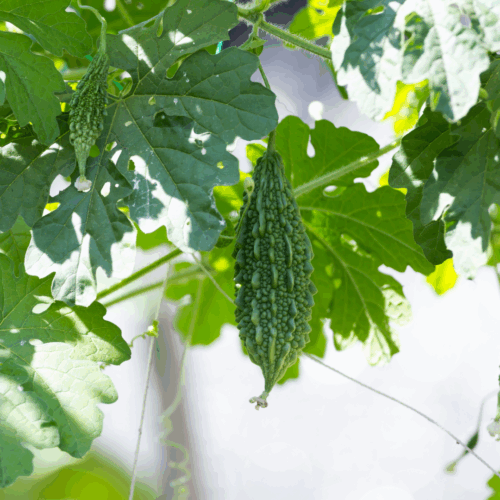 A close-up of a green, bumpy Bitter Gourd Seeds hanging from a vine, surrounded by its large, lobed green leaves.