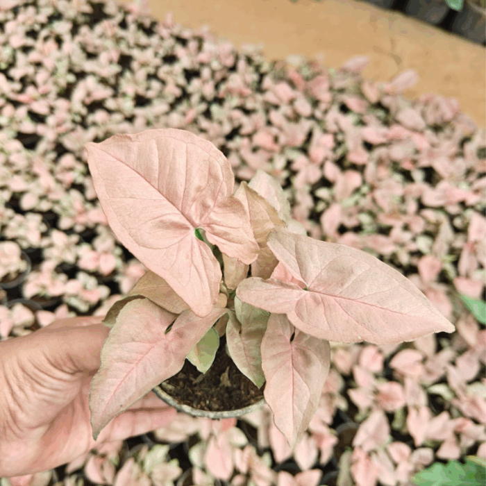 A hand holding a small Syngonium Pink Plant Sapling with stunning, heart-shaped leaves in a delicate shade of soft pink, surrounded by many other pink saplings in the blurred background.