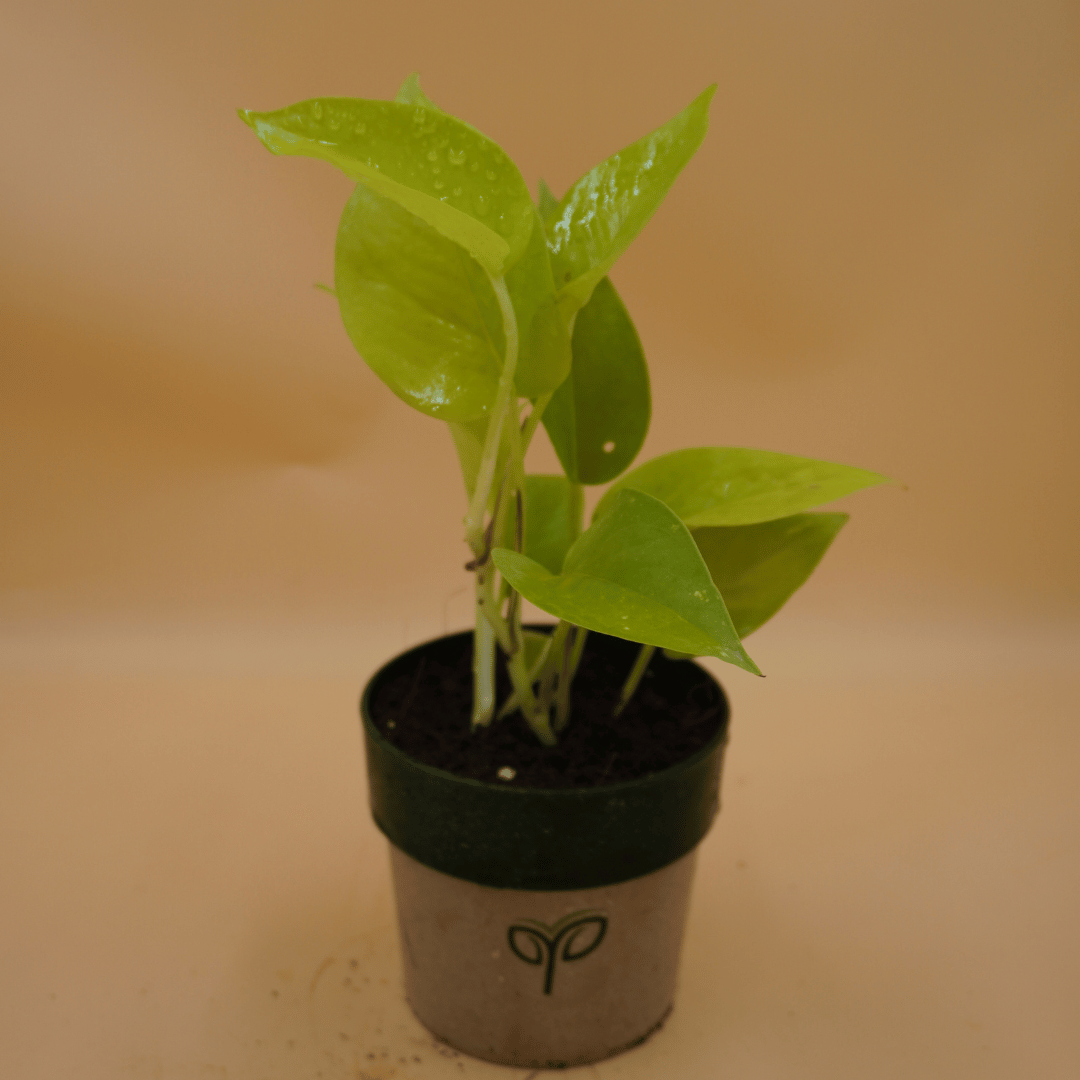 A vibrant Money Plant sapling with glossy, bright green leaves, potted in a two-toned grey and dark green pot with the green "Pick Your Plant" logo, against a plain light brown background.