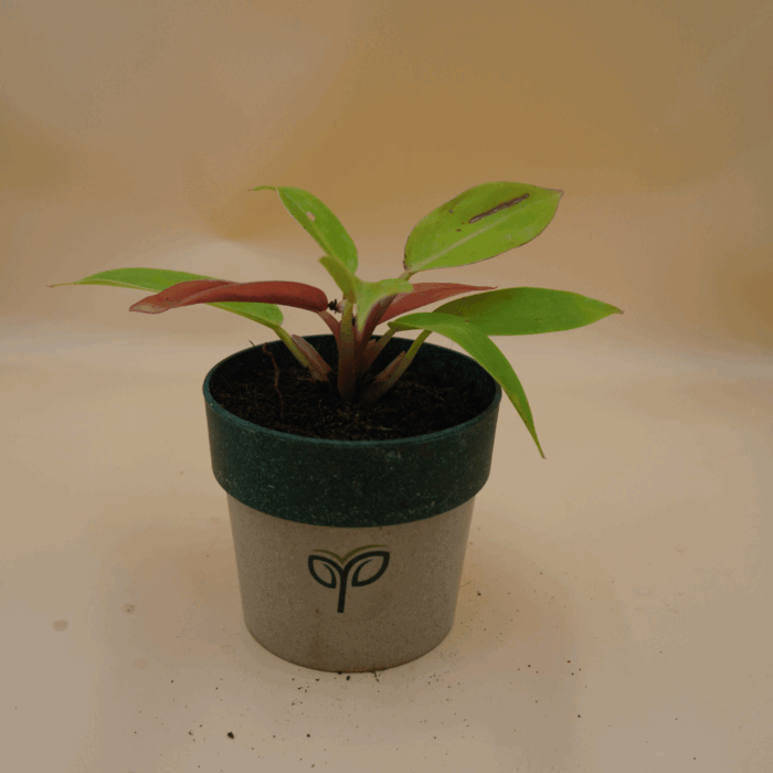 A small Philodendron Cherry Red plant sapling with green leaves and distinctive reddish stems and new growth, potted in a two-toned grey and dark green pot with the green "Pick Your Plant" logo, set against a plain light brown background.