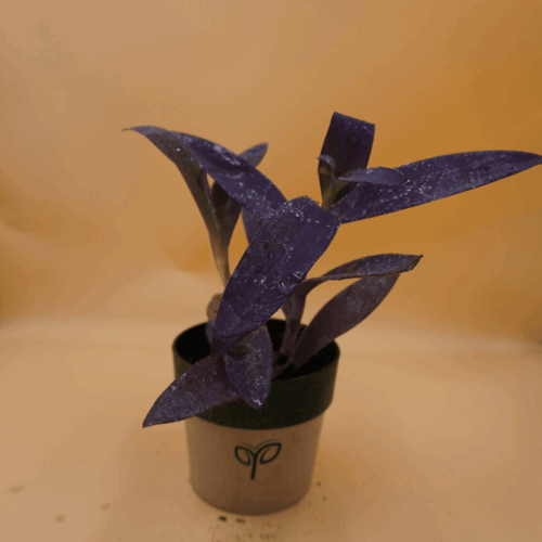 A vibrant Purple Heart plant sapling with deep purple, elongated leaves covered in fine silvery hairs, potted in a small two-toned grey and dark green pot with the green "Pick Your Plant" logo, against a plain light brown background.