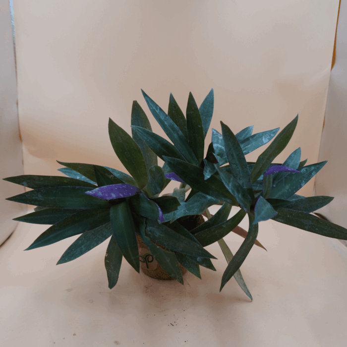 A Rhoeo Oyster Plant sapling with sword-shaped leaves, dark green on top and purple on the underside, potted in a small pot with the green "Pick Your Plant" logo, against a light brown background.