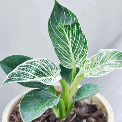 A close-up of a young Philodendron birkin plant sapling with large, glossy green leaves and distinct white pinstripes.