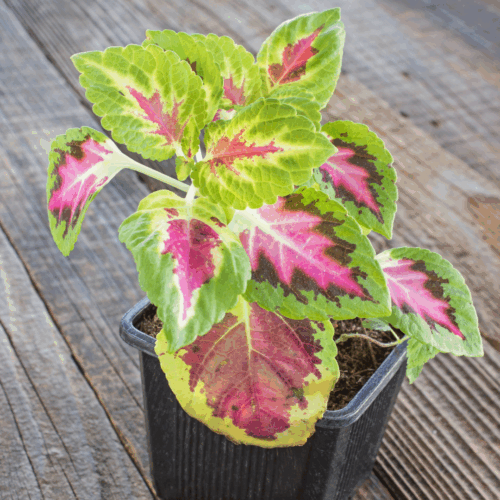 A potted coleus plant sapling with vibrant, multi-colored leaves in shades of green, pink, and red, sitting on a weathered wooden surface.