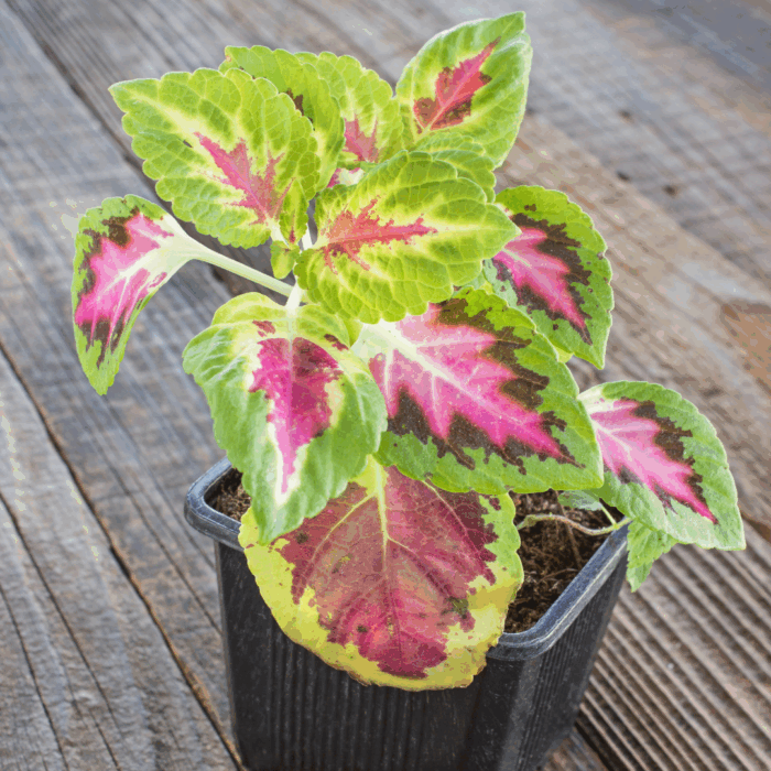 A potted coleus plant sapling with vibrant, multi-colored leaves in shades of green, pink, and red, sitting on a weathered wooden surface.