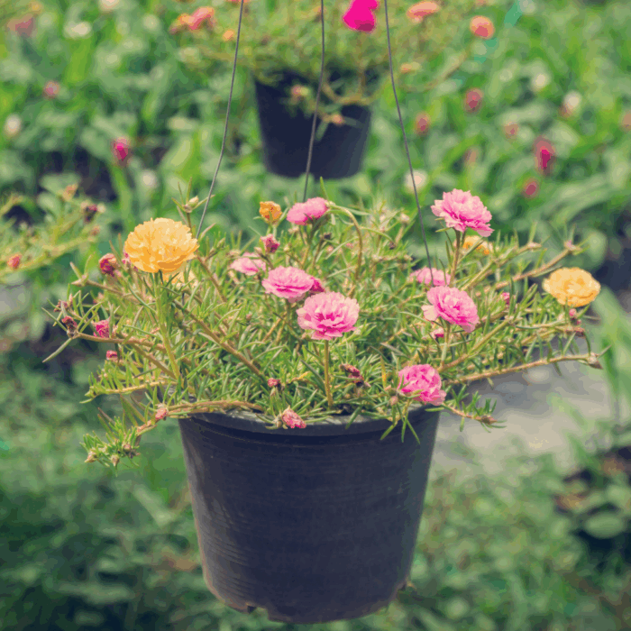 A hanging black pot filled with a blooming Moss rose plant sapling, featuring vibrant pink and yellow flowers and succulent-like green foliage, with a blurred garden background.