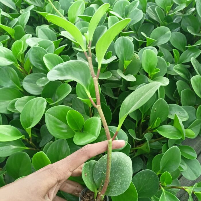 A hand holding a tiny Peperomia Green Plant Sapling with thick, glossy, round green leaves against a blurred background of a nursery.