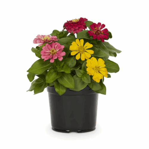 A black pot containing a mix of vibrant Zinnia mix seeds flowers in pink, magenta, and yellow, surrounded by lush green foliage.
