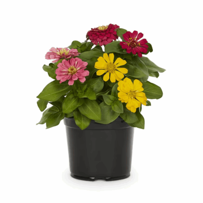 A black pot containing a mix of vibrant Zinnia mix seeds flowers in pink, magenta, and yellow, surrounded by lush green foliage.