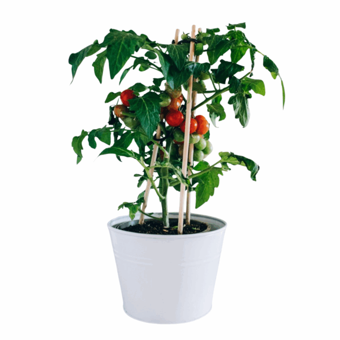 A small, potted cherry tomato seeds plant with bright green leaves and multiple clusters of small red and green fruits, supported by wooden stakes.