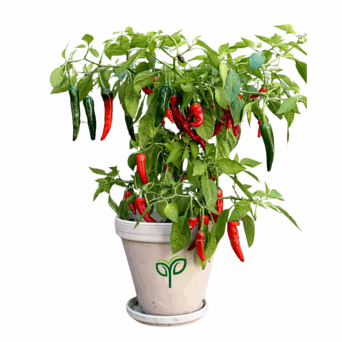 A potted chilli plant with many green and red Chilli Long Green Seeds hanging from its branches, against a white background.