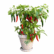 A potted chilli plant with many green and red Chilli Long Green Seeds hanging from its branches, against a white background.