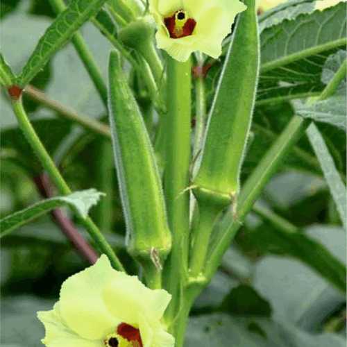 A close-up of two green Lady Finger Seeds (Okra Seeds) pods and a light yellow flower with a red center, growing on a plant with large green leaves.