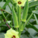 A close-up of two green Lady Finger Seeds (Okra Seeds) pods and a light yellow flower with a red center, growing on a plant with large green leaves.